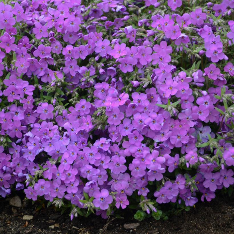 PHLOX `PURPLE SPRITE`