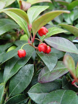 GAULTHERIA PROCUMBENS - 4`` POT