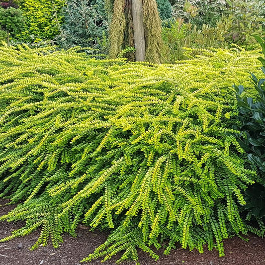 LONICERA NITIDA `THUNDERBOLT`