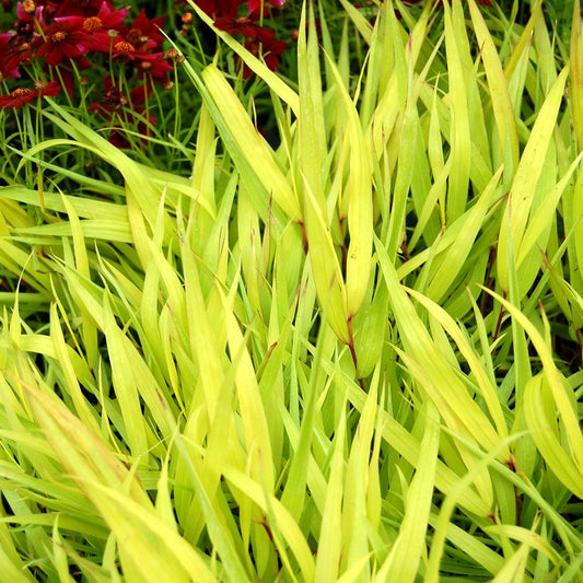 HAKONECHLOA MACRA `ALL GOLD`