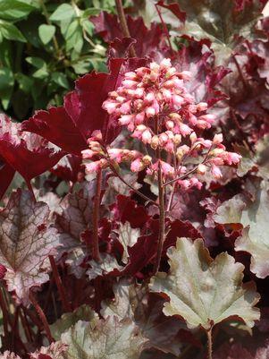 HEUCHERA `PLUM PUDDING`