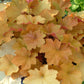 HEUCHERA VILLOSA `CARAMEL`