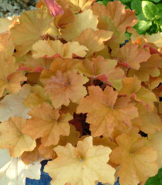 HEUCHERA VILLOSA `CARAMEL`