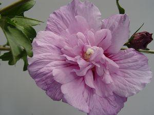 HIBISCUS SYR. `LAVENDER CHIFFON`