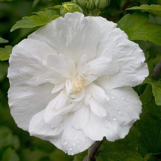 HIBISCUS SYR. `WHITE CHIFFON`