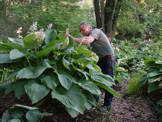 HOSTA SHADOWLAND `EMPRESS WU`