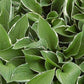 HOSTA `FRANCEE`