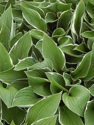 HOSTA `FRANCEE`
