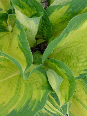 HOSTA `GUACAMOLE`