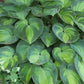 HOSTA TARDIANA `JUNE`