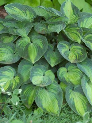 HOSTA TARDIANA `JUNE`