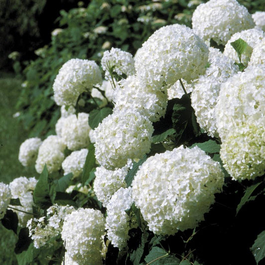 HYDRANGEA ARB. `ANNABELLE`