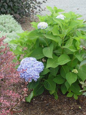 HYDRANGEA M `ENDLESS SUMMER`