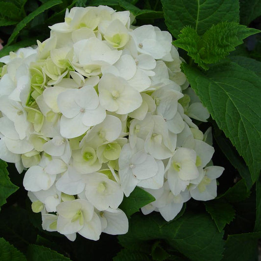 HYDRANGEA M `E.S.BLUSHING BRIDE`