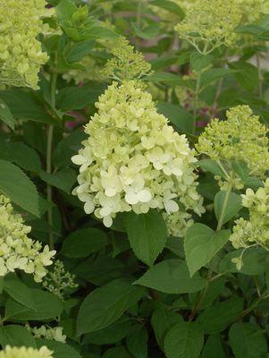 HYDRANGEA PAN. `LIMELIGHT`