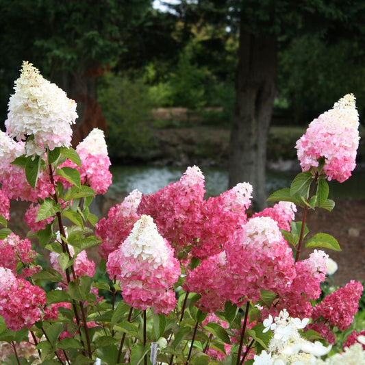 HYDRANGEA PAN. `VANILLA STRAWBERRY`