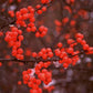 ILEX VERTICILLATA `BERRY HEAVY`