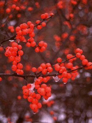 ILEX VERTICILLATA `BERRY HEAVY`