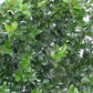 ILEX X MESERVEAE `BLUE MAID`