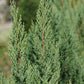 JUNIPERUS CHINENSIS `BLUE POINT`