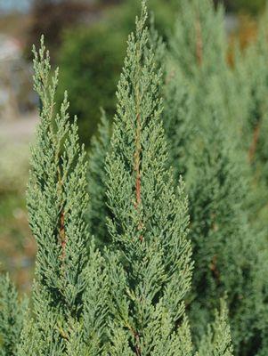 JUNIPERUS CHINENSIS `BLUE POINT`