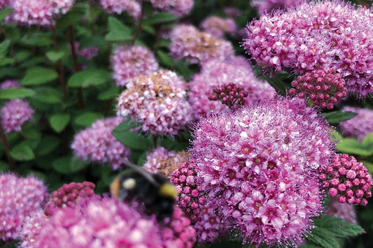 SPIRAEA POPROCKS `PETITE`