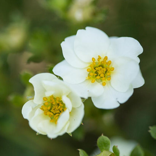 POTENTILLA FRUTICOSA `CREME BRULEE`
