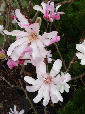 MAGNOLIA X LOEBNERI `LEONARD MESSEL`