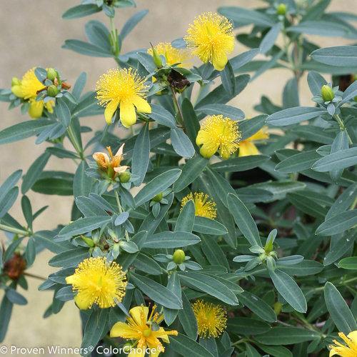 HYPERICUM KALMIANUM `BLUES FESTIVAL`