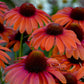 ECHINACEA COLOR CODED `ORANGE YOU AWESOME`