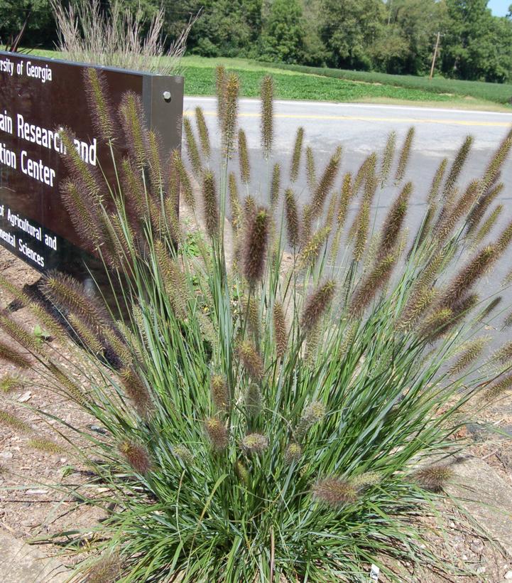 PENNISETUM A. `CAYENNE` (STERILE)