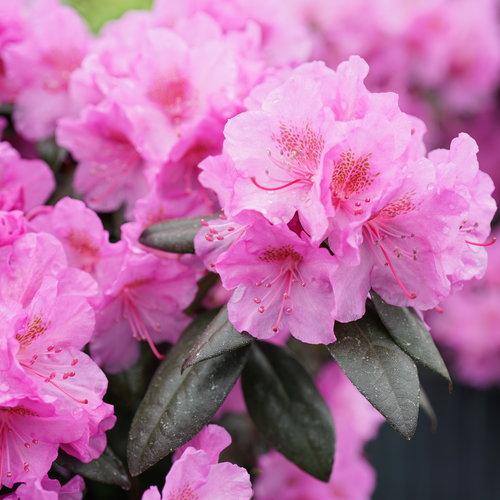 RHODODENDRON X `BLACK HAT`