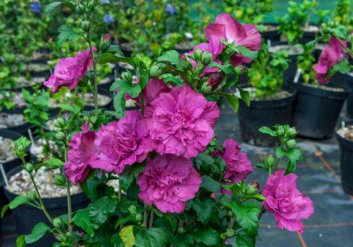 HIBISCUS SYR. `MAGENTA CHIFFON`