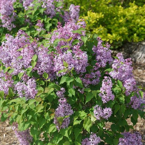 SYRINGA X HYACINTH. SCENTARA `PURA`