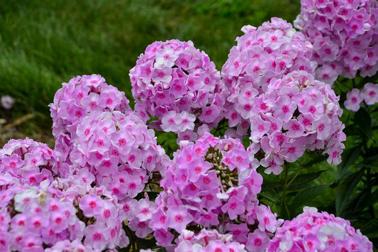 PHLOX LUMINARY `OPALESCENCE`
