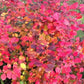 FOTHERGILLA X `LEGEND OF THE FALL`