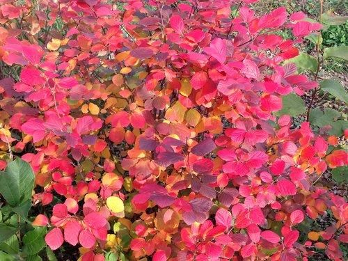 FOTHERGILLA X `LEGEND OF THE FALL`