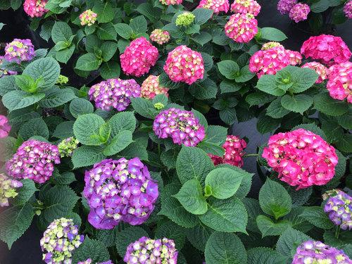 HYDRANGEA M L.D. `BIG BAND`