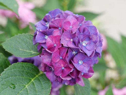 HYDRANGEA M `WEE BIT GRUMPY`