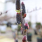 SALIX CHAENOMELOIDES `BLACK CAT`