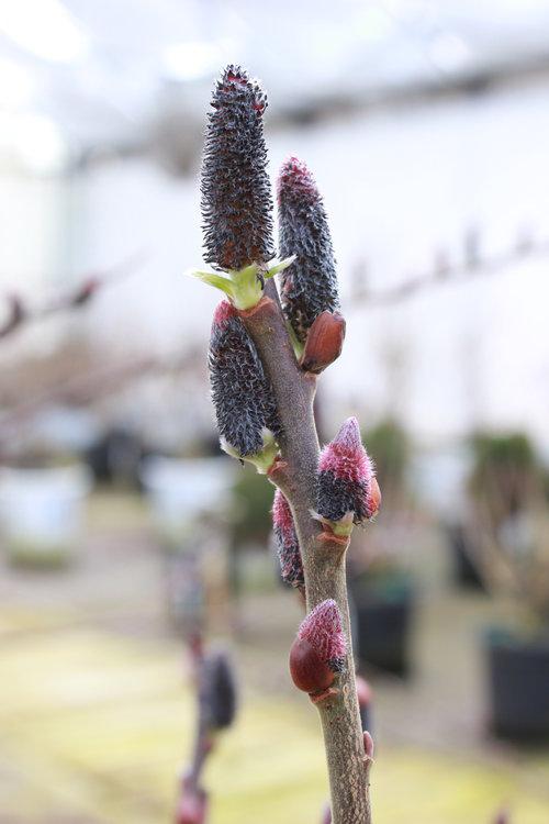 SALIX CHAENOMELOIDES `BLACK CAT`