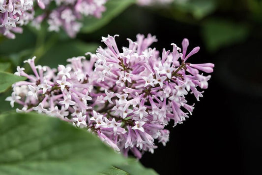 SYRINGA X `LITTLE LADY`