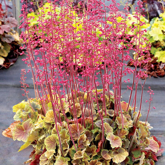 HEUCHERA NORTHERN EXPOSURE `SIENNA`