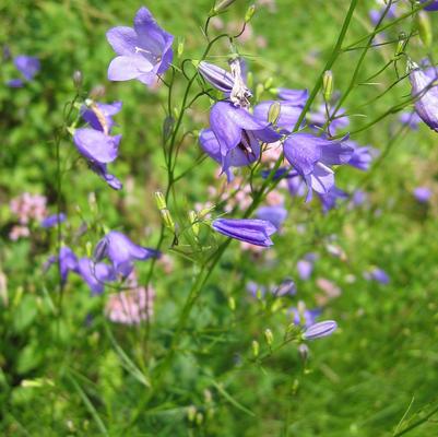 CAMPANULA ROTUNDIFOLIA