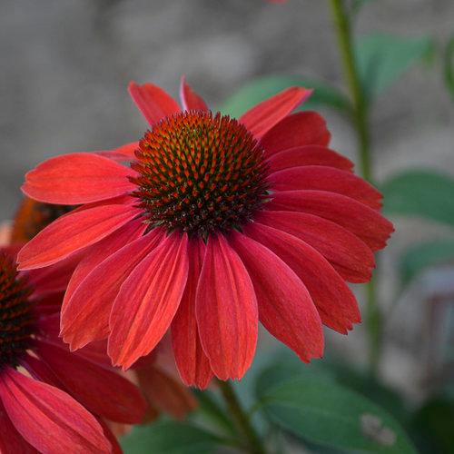 ECHINACEA COLOR CODED `FRANKLY SCARLET`