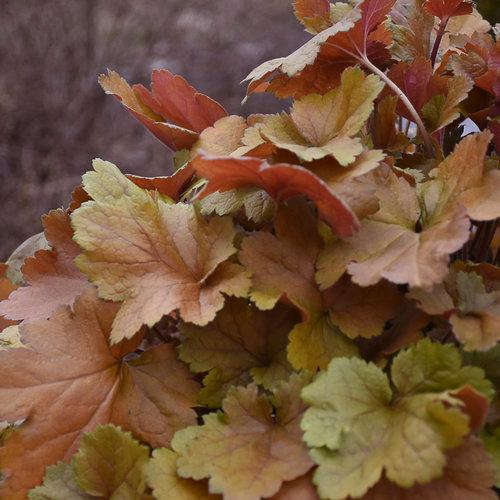 HEUCHERA DOLCE `TOFFEE TART`