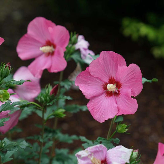 HIBISCUS SYR. PARAPLU `ROUGE`