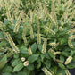 ITEA VIRGINICA `FIZZY MIZZY`