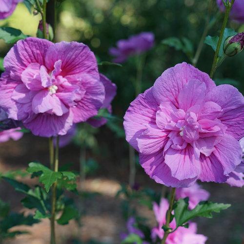 HIBISCUS SYR. `DARK LAVENDER CHIFFON`