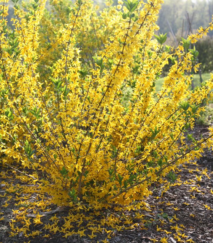 FORSYTHIA KOREANA `FLYING MACHINE`